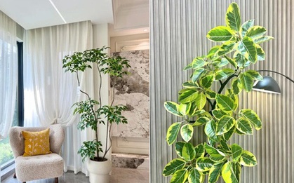 Đặt 1 trong 6 cây phong thủy này trong phòng khách: 9/10 gia đình đều giàu có