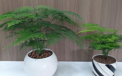 Đặt 1 trong 4 loại cây này ở nhà: Tài lộc, may mắn kéo đến ầm ầm