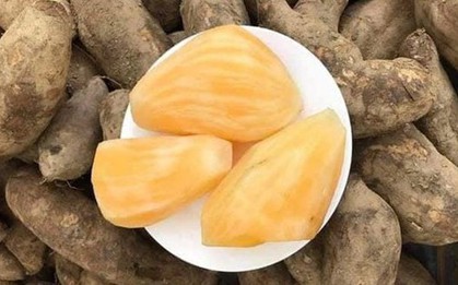 Sâm đất - Món quà từ lòng đất ăn giòn ngon lại mát, để càng lâu càng ngọt