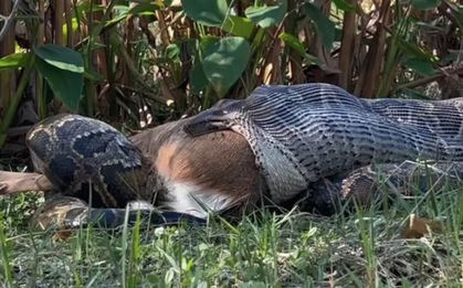 Khoảnh khắc trăn khổng lồ nôn ra cả một con hươu gây chấn động