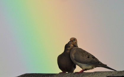 Loài chim "buồn nhất thế giới"
