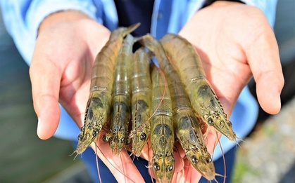 Tôm nuôi và tôm tự nhiên khác nhau thế nào?