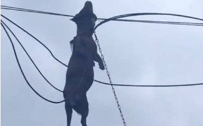 Sức mạnh kinh hoàng của bão Ragasa: Chú chó săn bị gió cuốn lên dây điện tử vong thương tâm