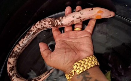 Ngư dân bắt được lươn bạch tạng hiếm thấy ở con kênh