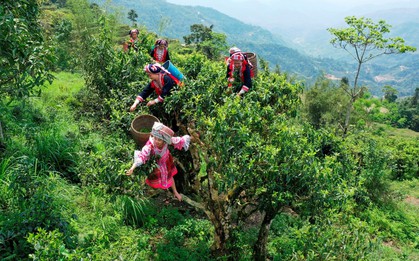 Trên đỉnh Tây Côn Lĩnh, có một báu vật được mệnh danh là “cây làm giàu bền vững”
