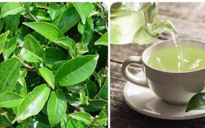 Uống trà xanh mỗi ngày có tác dụng gì?