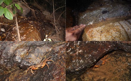 Bí mật dưới khe đá Núi Bà Đen: Lộ diện “kho báu sống” thế giới chưa từng biết đến