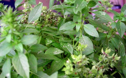 Loại cây từng được dùng để tiến vua nhưng nay bị lãng quên: Hóa ra là vị thuốc toàn năng