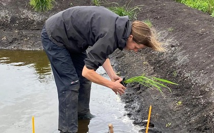 Lần đầu tiên nước Anh trồng được lúa