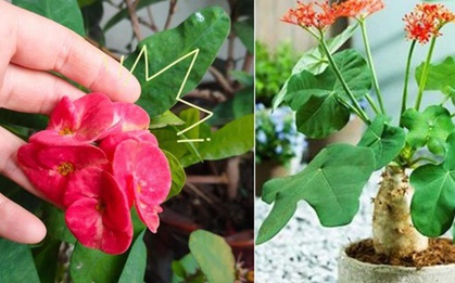 4 loại hoa tuyệt đối không nên trồng trong nhà, vừa độc hại vừa mang phong thủy chia ly, gia chủ dễ gặp xui rủi