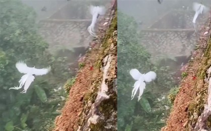 Thấy đàn 'phượng hoàng trắng' bay lượn giữa trời, chuyên gia nói: Đây là loài chim quý cần được bảo vệ