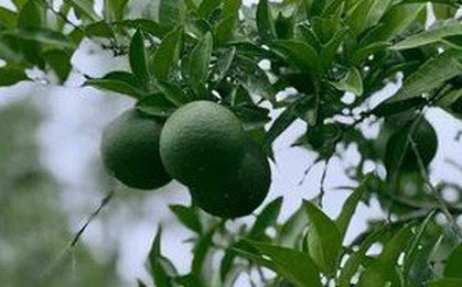 Loại quả được đánh giá "tốt bậc nhất thế giới", được trồng bạt ngàn ở Việt Nam