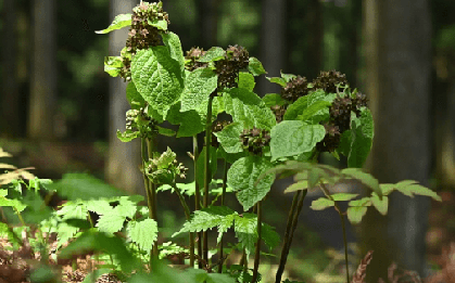 Loài cây biết tạo ra "sự hấp dẫn chết chóc"