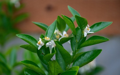 Loại cây sinh vượng khí, hút tài lộc: Nhiều người trồng trong nhà mà không biết nó còn là vị thuốc quý