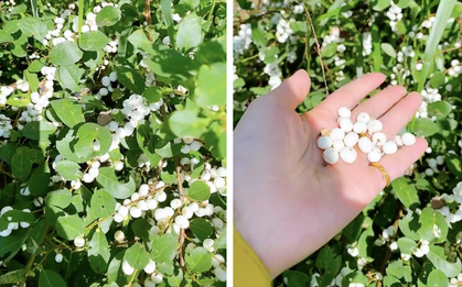 Việt Nam có loại quả mọc trắng xoá cả cây, từng gây chú ý trên mạng vì quá lạ mắt