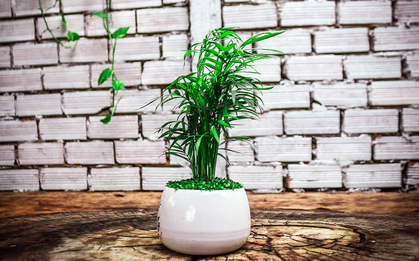 Người mệnh Mộc chỉ cần trồng 1 trong 5 loại cây này - tiền bạc lúc nào cũng ‘chảy’ vào nhà