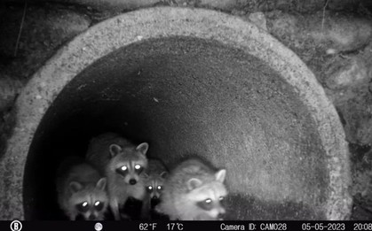 Phát hiện cảnh tượng không tưởng khi đặt camera xuống hệ thống cống rãnh của thành phố