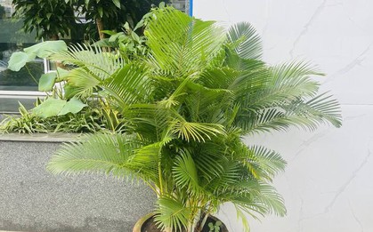 Ông bà xưa truyền: Trồng 3 loại cây này trước cổng, con cháu dễ gặp quý nhân phù trợ