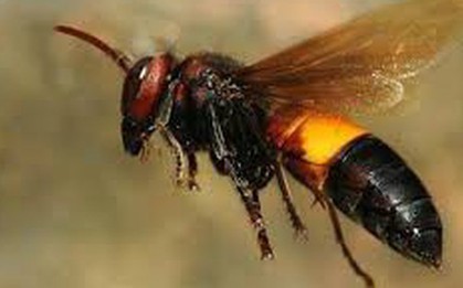 2 mẹ con ở Cà Mau bị ong đốt, 1 người tử vong