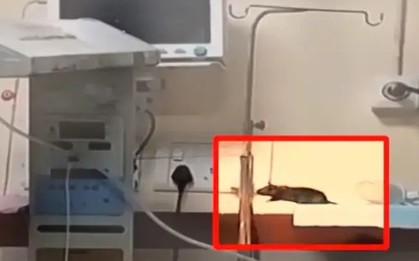 2 trẻ sơ sinh bị chuột cắn trong phòng hồi sức tích cực, tử vong chưa rõ nguyên nhân