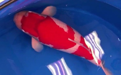 Con cá Koi được bán với giá 47 tỷ đồng, hé lộ lý do