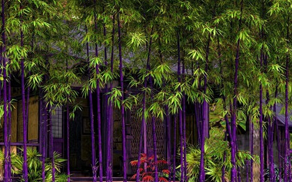 4 cây cảnh "đổi vận" cho chủ, nhà giàu nào cũng chuộng: Càng trồng càng lắm lộc, nhiều vận may