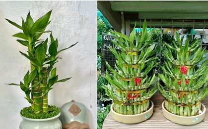 8 loài cây là "thần giữ của": Đặt trên bàn thờ, gia chủ làm ăn thuận lợi, tiền bạc dễ tụ