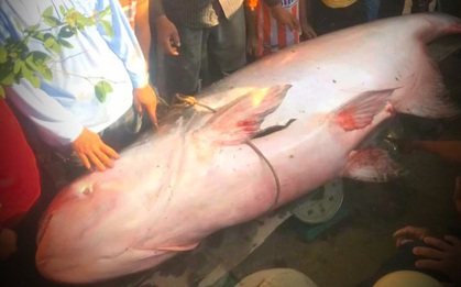 “Quái ngư" 230kg tại sông Hậu từng làm rúng động miền Tây, vừa kéo lên bờ đã được bán với giá không tưởng