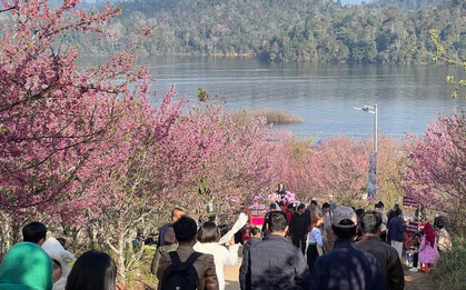 Điện Biên: Hơn 300.000 gốc anh đào khoe sắc rực rỡ giữa lòng hồ Pá Khoang