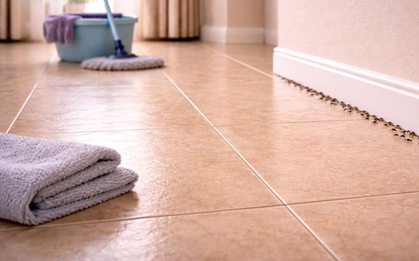 Mẹ tôi bảo: Đừng lau sàn kiểu này - tưởng sạch nhưng lại gọi kiến vào nhà mỗi ngày