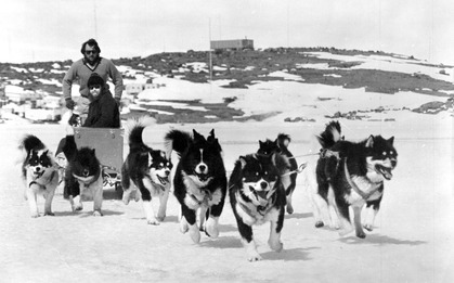 Vì sao những chú chó bị “trục xuất” khỏi Nam Cực vào năm 1994?