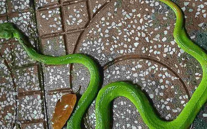 3 cây rắn "kết thân", 4 cây rắn sợ run bần bật