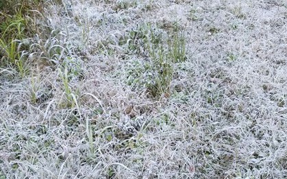 Nhiều địa phương dưới 10 độ C, đề phòng băng giá