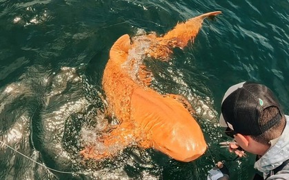 Cá mập vàng rực ngoài khơi Costa Rica khiến giới khoa học kinh ngạc về đột biến sắc tố hiếm gặp