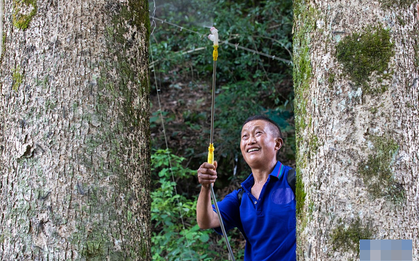 Thương gia mang hơn 900 tỷ đồng hỏi mua 3 cây gỗ trong vườn, lão nông dân đưa ra quyết định gây tranh cãi