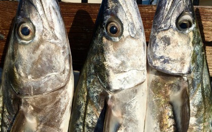 5 loại cá tích tụ thủy ngân nhiều bậc nhất