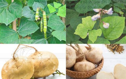 Ít ai biết, củ đậu rất ngon nhưng hạt củ đậu chứa chất độc cực nguy hiểm
