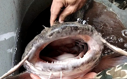 "Chúa tể lòng sông Lô" hung tợn bậc nhất vùng nước ngọt, từng được tiến Vua