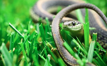 Việt Nam sở hữu một loại gia vị mà rắn rất sợ, dùng theo cách này hiệu quả bất ngờ