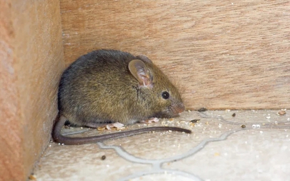 4 dấu hiệu cho thấy trong nhà đang có chuột