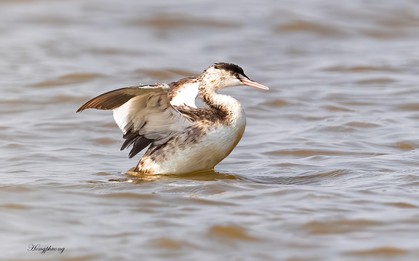 Tại cửa sông Ba Lạt, lần đầu tiên giới khoa học Việt Nam có phát hiện đặc biệt