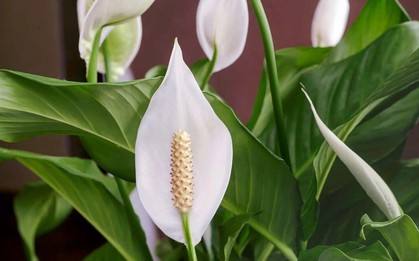 Cây lan ý “rất thích” loại nước này, biết tưới thì cây sẽ ra hoa suốt nhiều năm