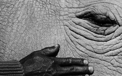 Loài vật quý hiếm bậc nhất hành tinh, cả thế giới chỉ có 2 cá thể "khổng lồ"