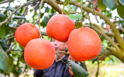 Thứ quả đỏ rực từng chỉ dành cho vua chúa nay được săn lùng trưng Tết với giá 2 triệu/quả