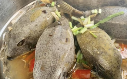 "Quái ngư" có hình hài đáng sợ ở vùng biển miền Trung, nhìn ghê nhưng được săn lùng dù giá tiền triệu