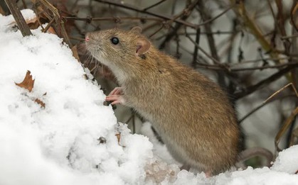 Trời lạnh là chuột kéo vào nhà: Chuyên gia bật mí cách đuổi chuột tự nhiên, không cần hóa chất