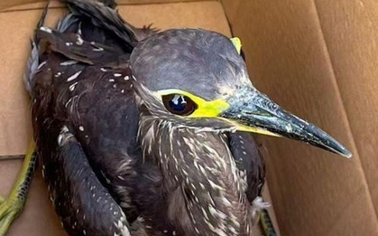 Đi câu cá, người đàn ông bắt được con chim "bí ẩn"