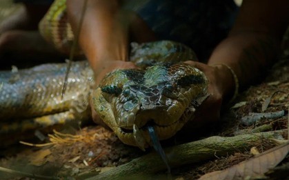 Trăn khổng lồ mới lộ diện trong rừng Amazon khiến giới khoa học sửng sốt