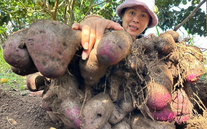 Không phải khoai tây, khoai lang, đây mới là khoai hợp nấu mùa lạnh, ai ăn cũng bổ, "đắt sắt ra miếng"
