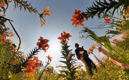 Ngỡ ngàng cánh đồng hoa ly bên sông Kinh Thầy